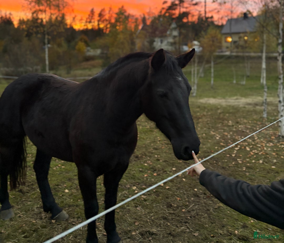 Allround hästar till salu: Vacker D ponny med stor potential  i Ullared - Annons 1