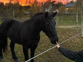hästar Vacker D ponny med stor potential i Ullared - Annons 11