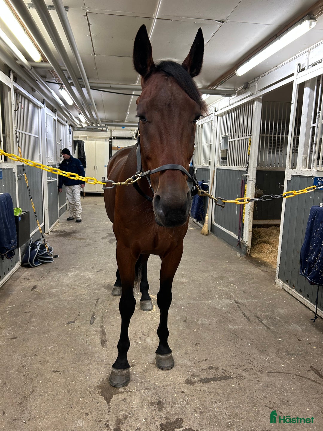 Allround hästar till salu: En riktig kompis i Genarp - Annons 1