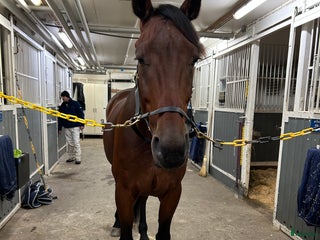 hästar En riktig kompis i Genarp - Annons 12