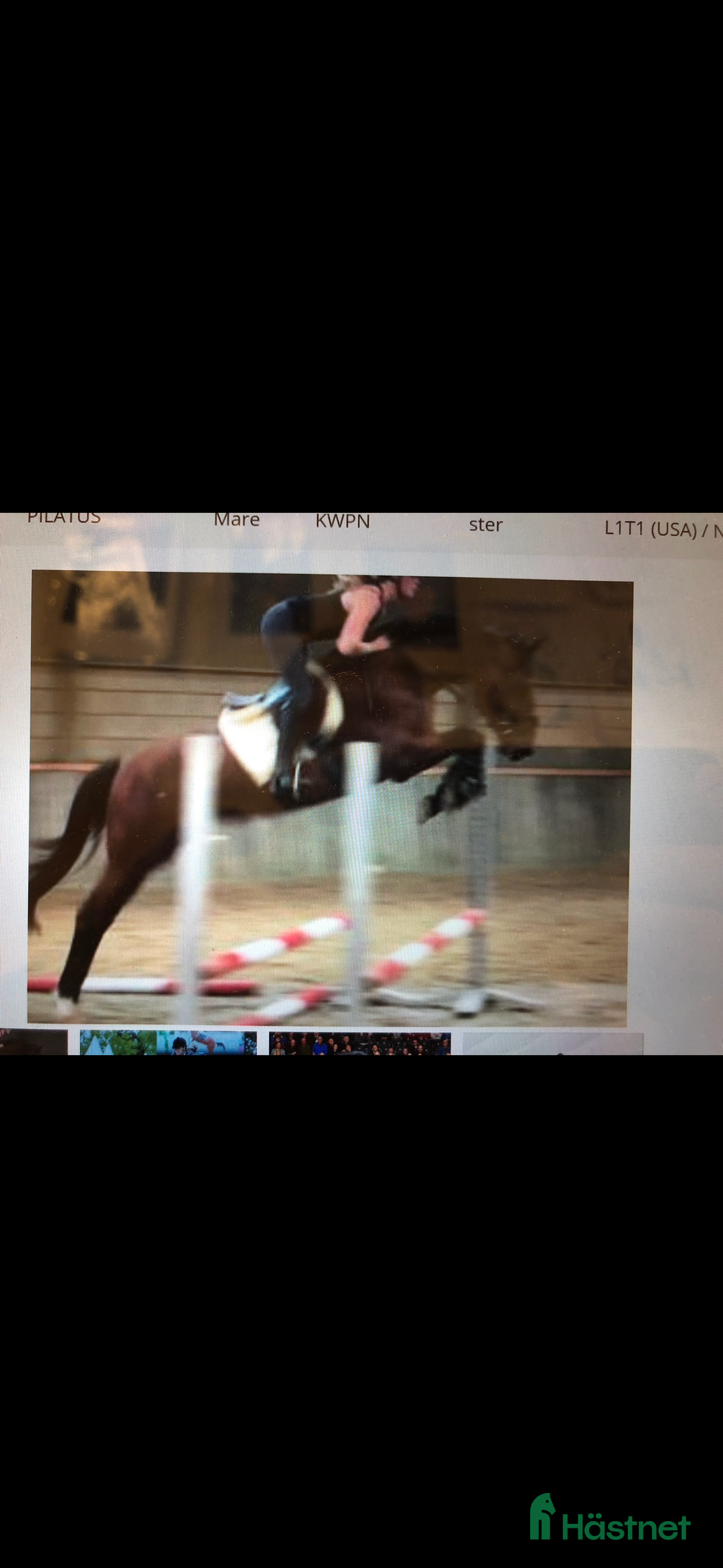 Allround hästar till salu: Ridhäst/avelssto top möderne i Mellerud - Annons 10