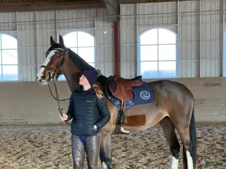 hästar Hästar till salu - Annons 16