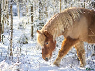 hästar Söker stor islandshäst(ev annan ras) - Annons 17