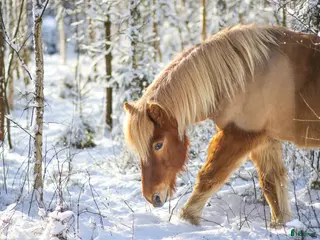 Övrigt hästar sökes: Söker stor islandshäst(ev annan ras) - Annons 1