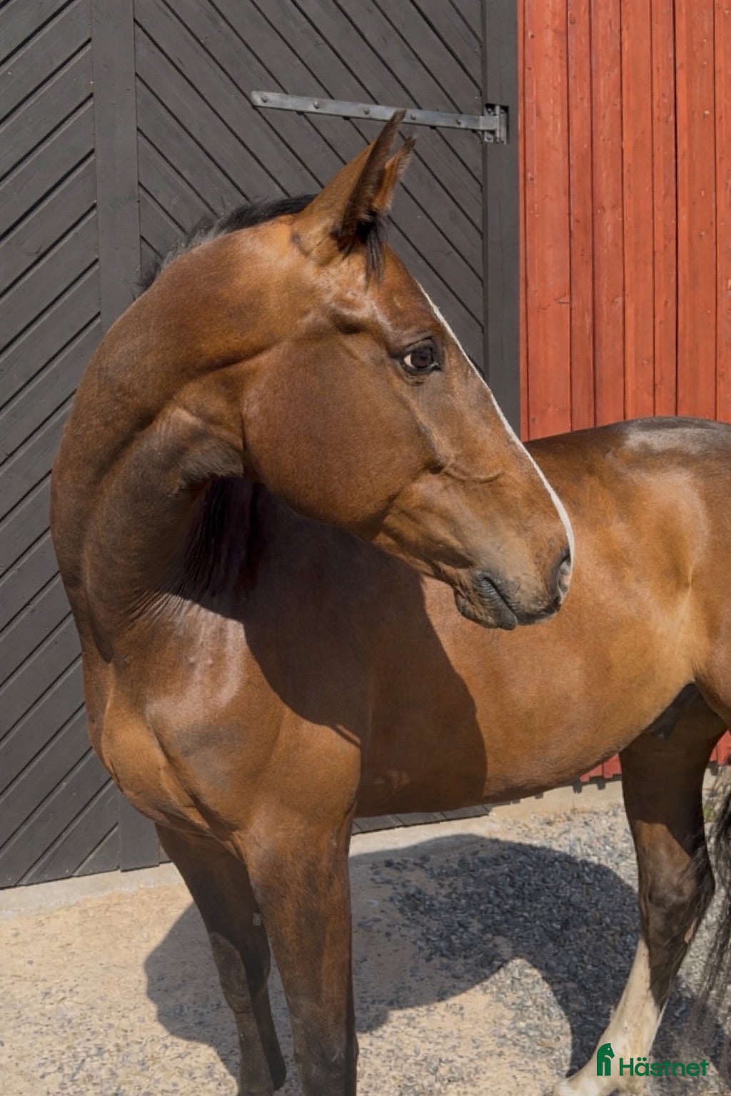  hästar Charmig allround valack, söker sin person! - Annons 5