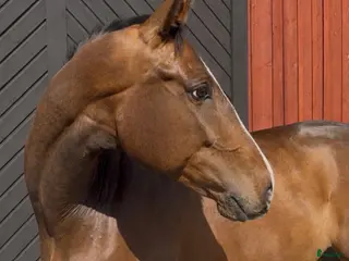 hästar Charmig allround valack, söker sin person! - Annons 14