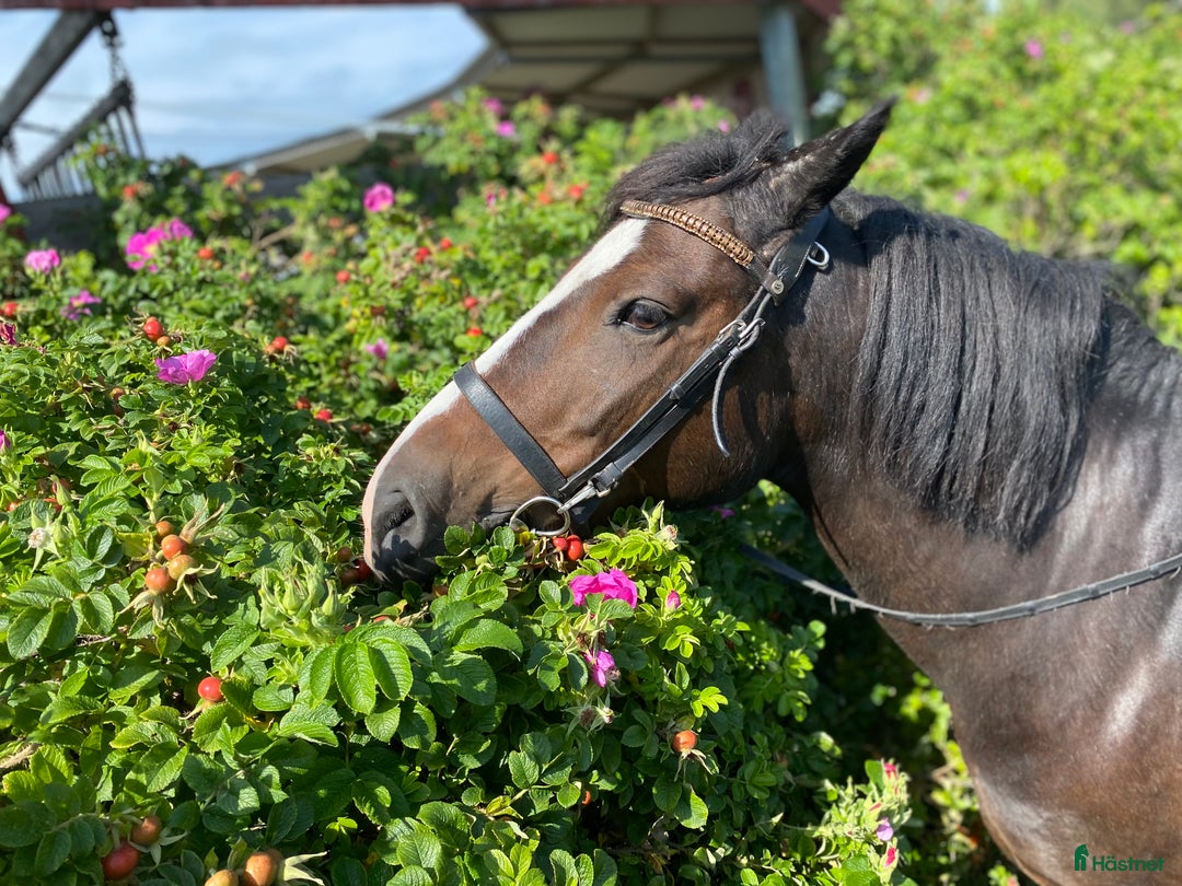 Övrigt hästar till salu: Maxad B-ponny som älskar arbete - och frihet i Vallentuna - Annons 13