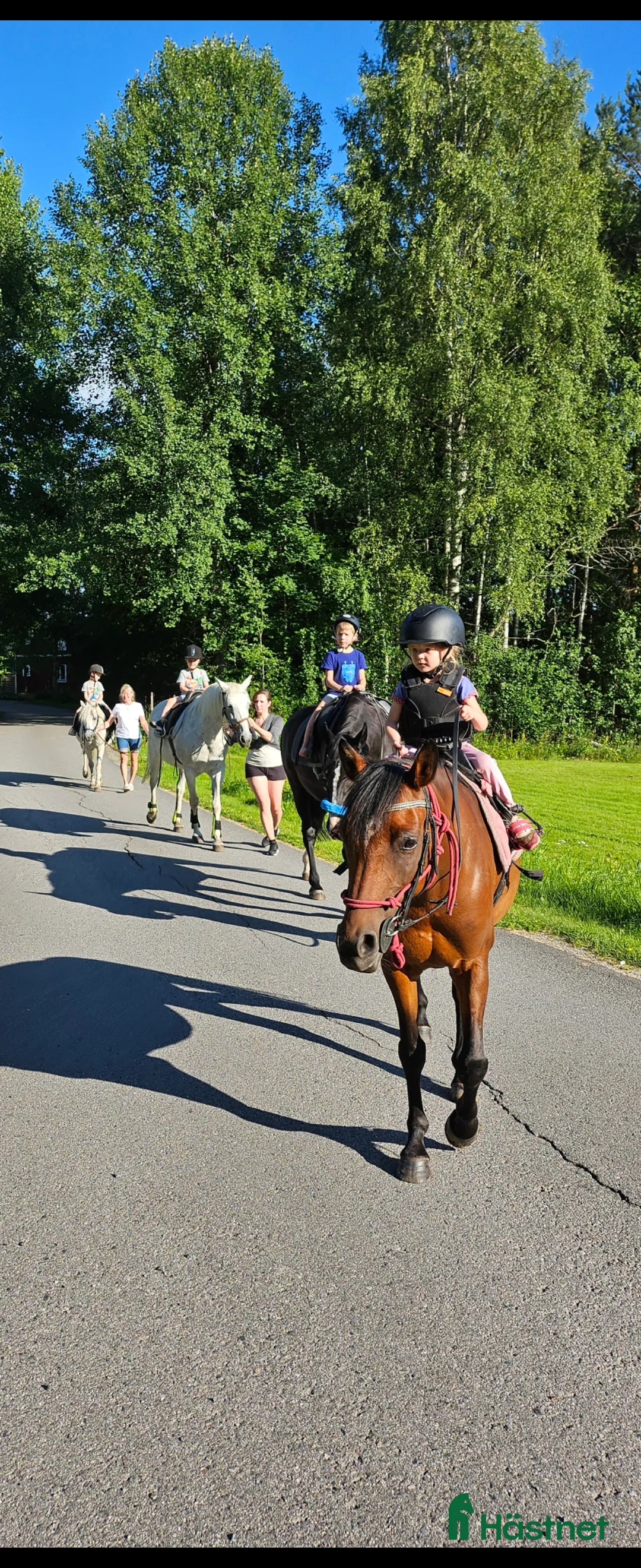 Allround hästar till salu: Personlig ponny med stor potential i Sågmyra - Annons 7