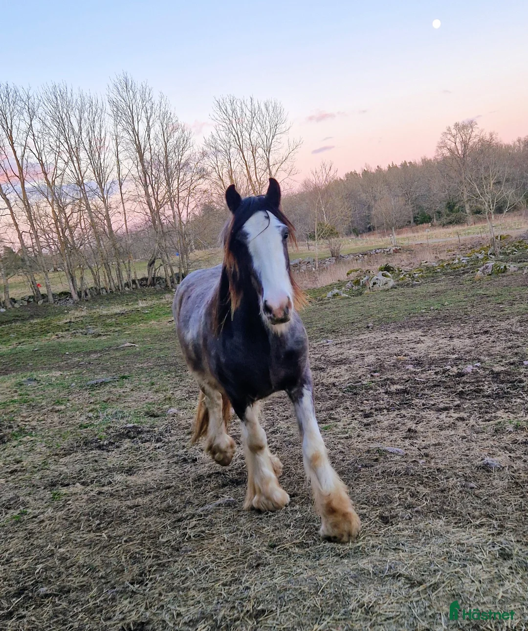 Allround hästar till salu: Passar dig som vill utvecklas och utbilda själv  - Annons 6