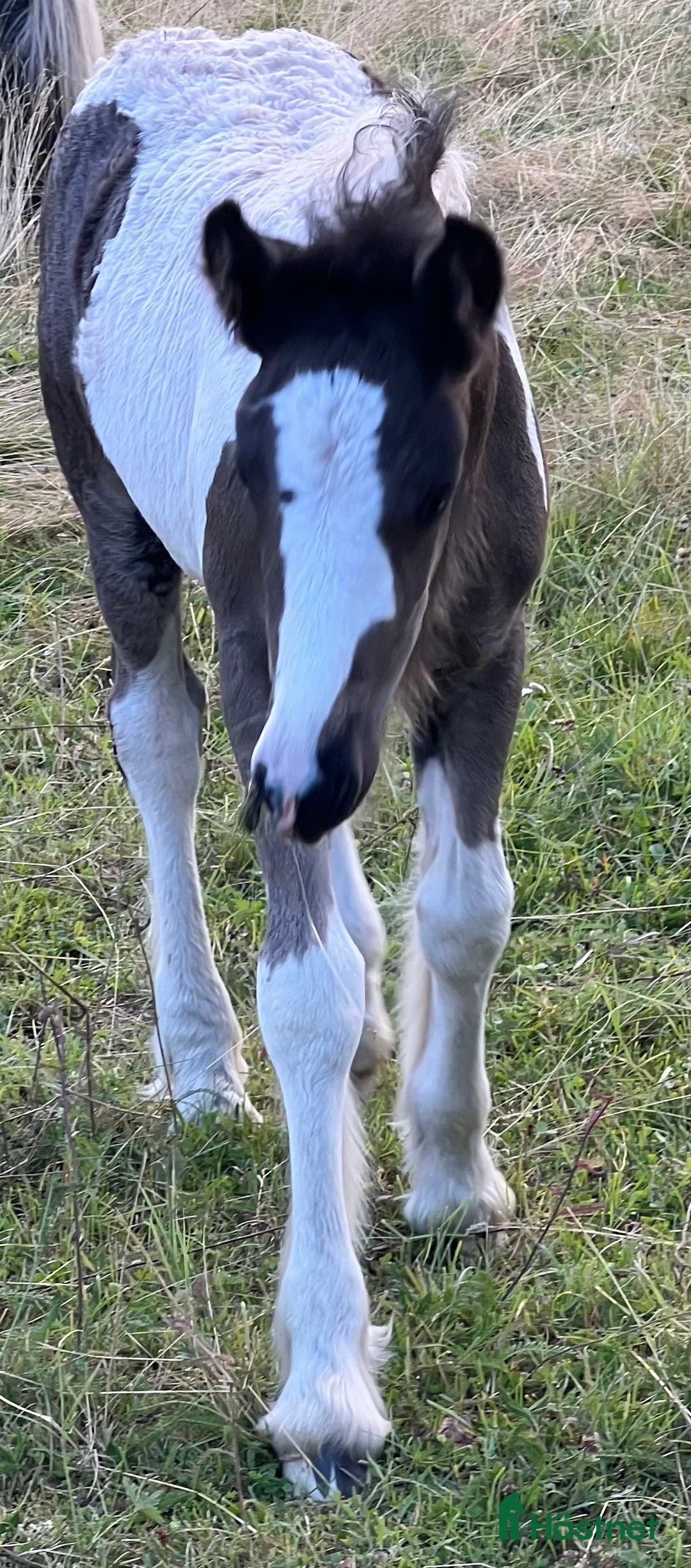 Avelshästar hästar till salu: Silversvart sto! i Sävsjö - Annons 5
