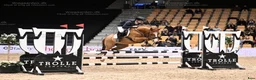 Allround hästar till salu: Super allround pony til salg - Annons 5