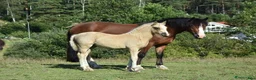Allround hästar till salu: Vackert welsh cob sto - Annons 3