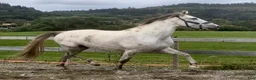 Avelshästar hästar till salu: 9 år P.R.E hoppe 168 cm, 4 føll - Annons 6