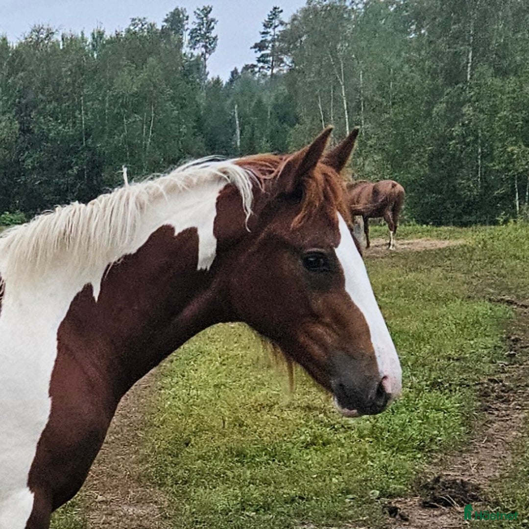 Allround hästar till salu: Finaste Julle, irishcob/vbl i Närkesberg - Annons 10