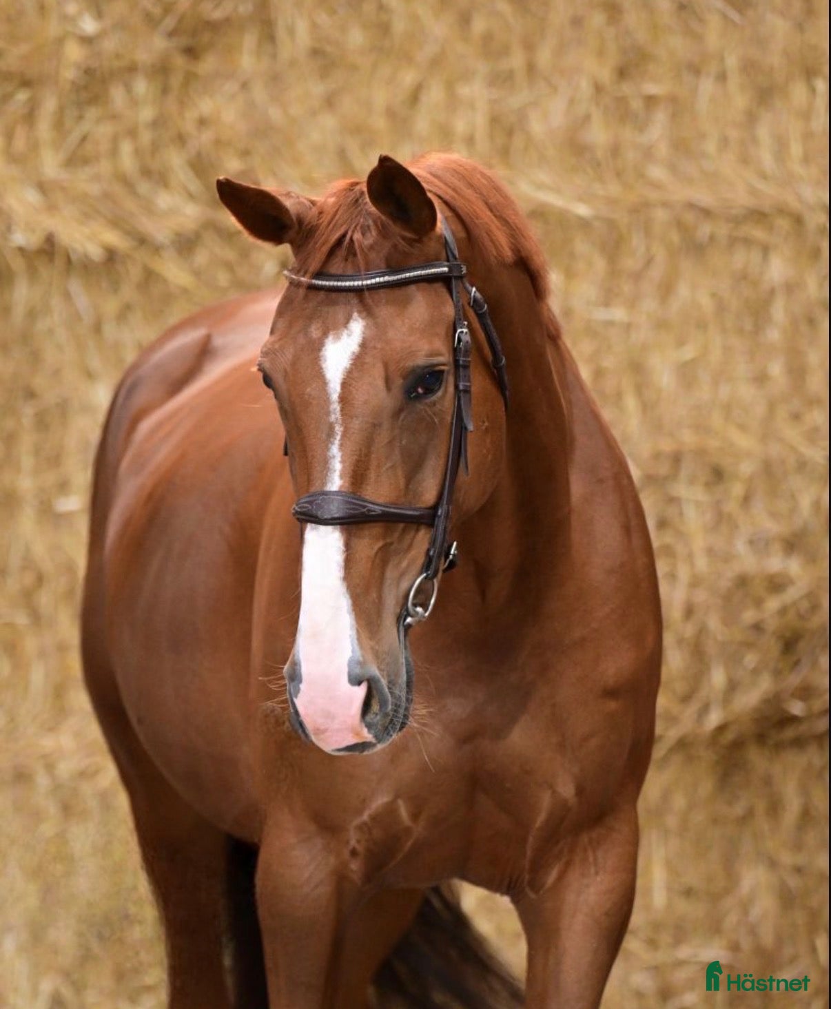  hästar Läromästare 🐴 - Annons 1