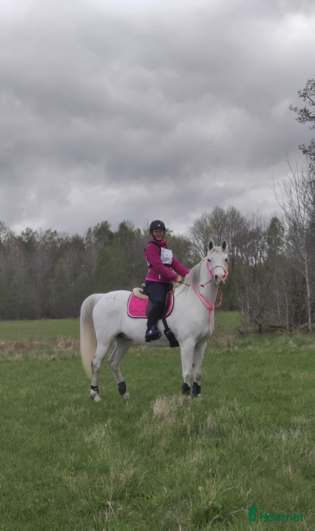 Allround hästar till salu: Bästa julklappen! i Gullabo - Annons 2