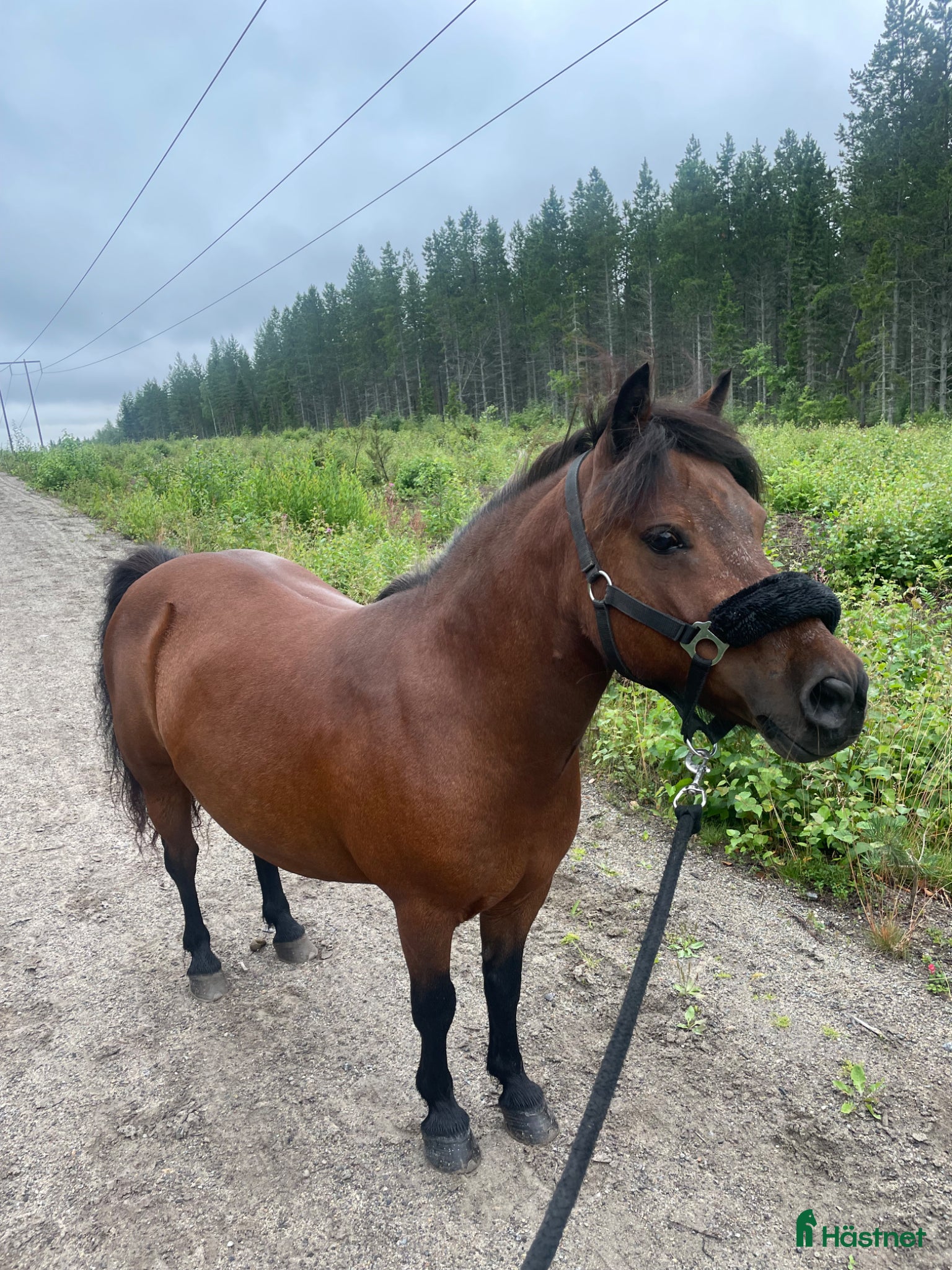  hästar Foderhem till energifull shetlandsponny sökes!  - Annons 9