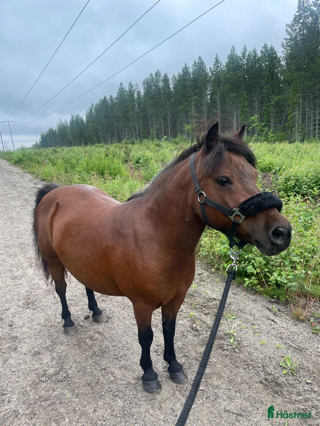 Övrigt hästar till salu: Foderhem till energifull shetlandsponny sökes!  - Annons 1