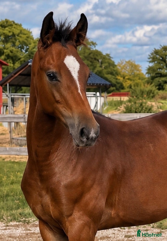  hästar till salu:  välutvecklad hingst-26 med svårklassmöderne - Annons 1