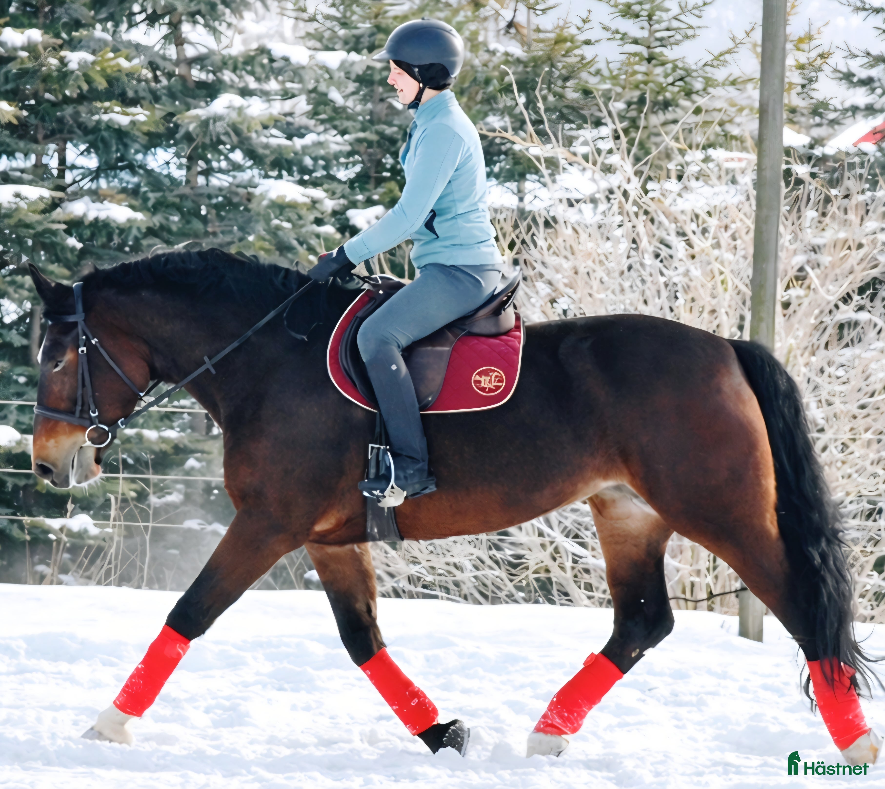  hästar Your Next Adventure Awaits - perfect for everybody i Örsundsbro - Annons 1