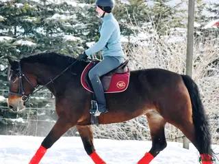 hästar Your Next Adventure Awaits - perfect for everybody i Örsundsbro - Annons 1