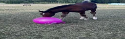 Hoppning hästar till salu: Hingst e. Atlantic-Canvas Plus - Annons 2