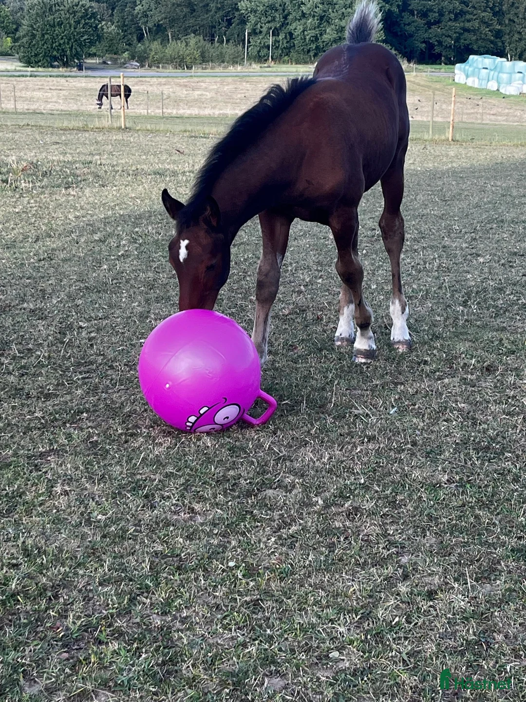 Hoppning hästar till salu: Hingst e. Atlantic-Canvas Plus - Annons 2