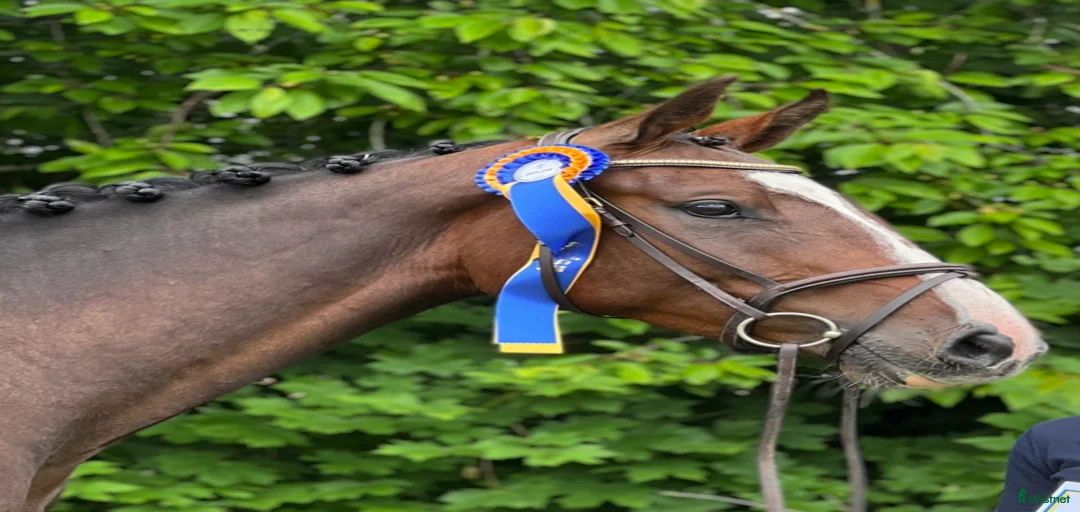 Galleribild {{count}}