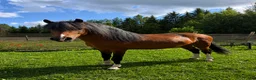  foderhäst finnes: Vacker Welsh Mountain hingst uthyres i Tranås - Annons 1