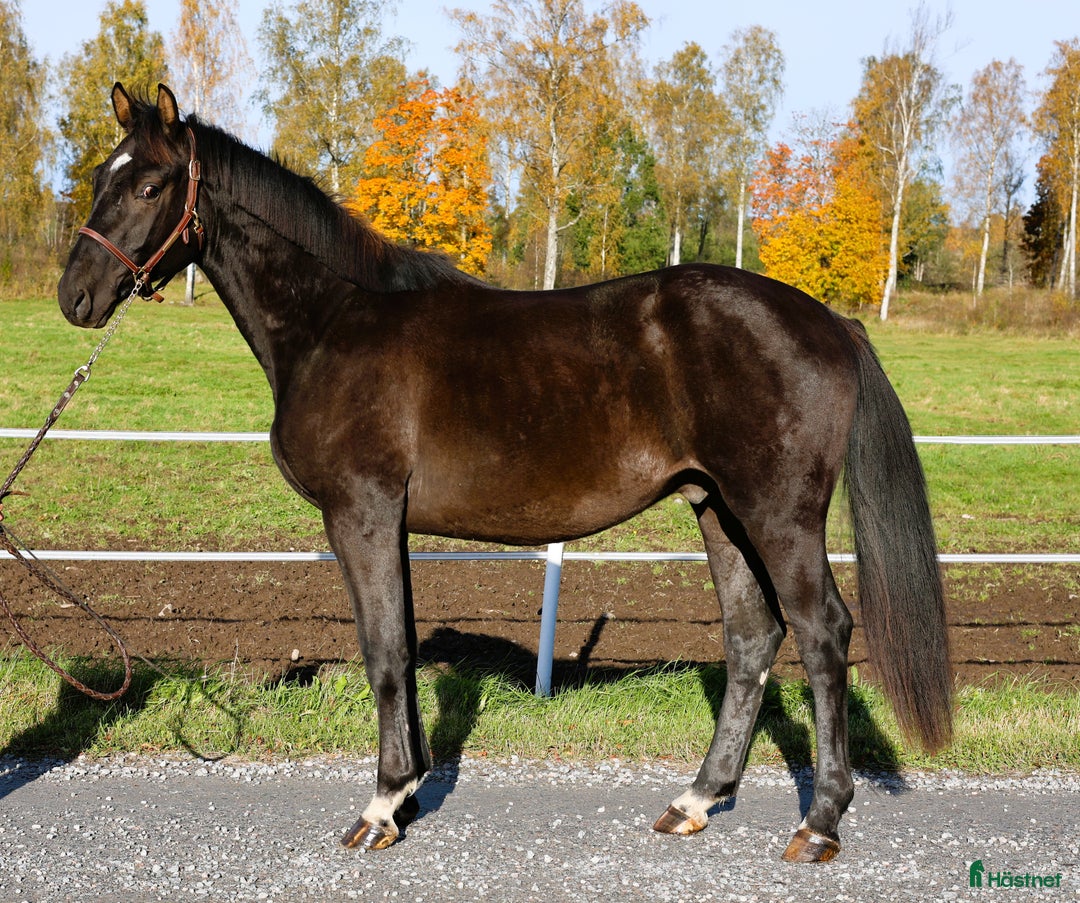 Hoppning hästar till salu: Lovande 2årsvalack i Vintrosa - Annons 2