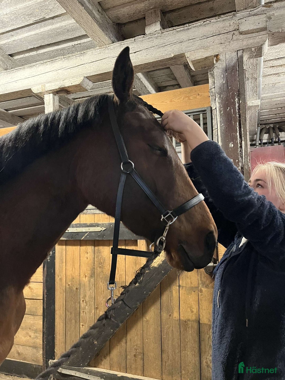 Hoppning hästar till salu: Okomplicerad 3åring för framtiden ☀️ i Linköping - Annons 7