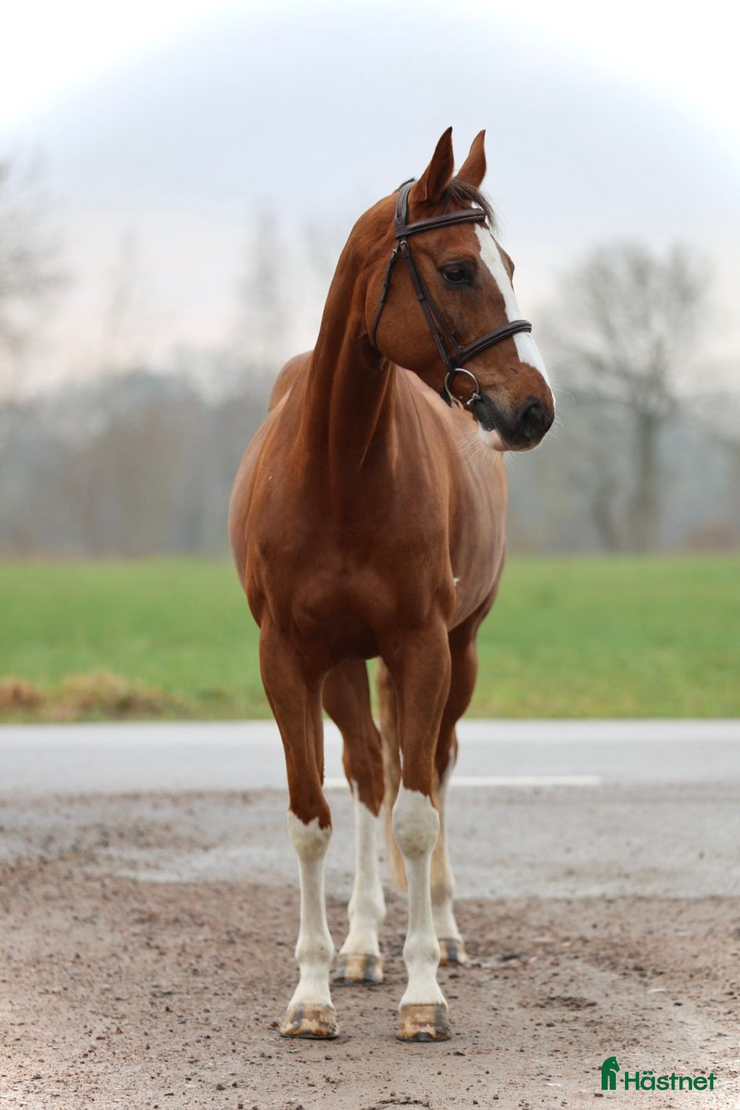 Allround hästar till salu: VACKER TÄVLINGSHÄST 🩷 i Helsingborg - Annons 3