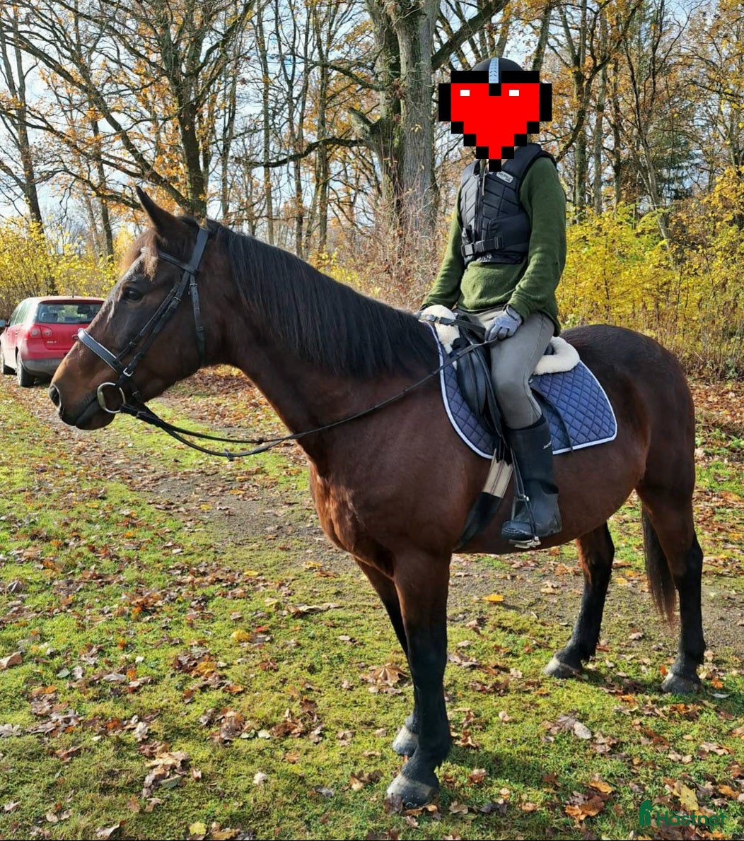  hästar D-ponny med storhäst-känsla - Annons 1