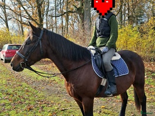 hästar D-ponny med storhäst-känsla - Annons 1