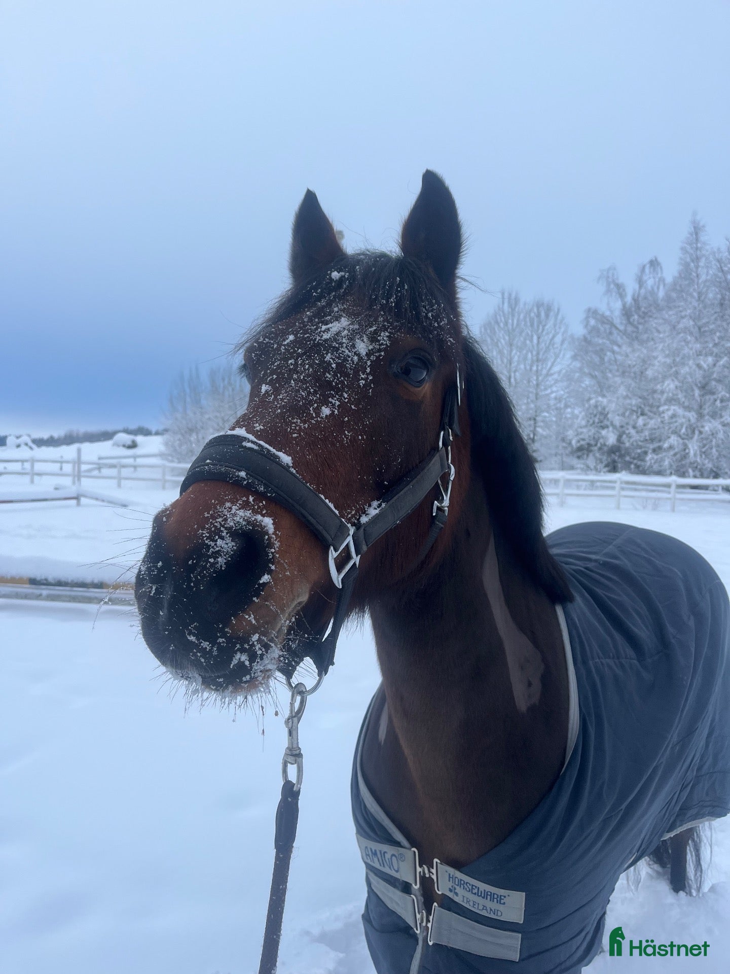  hästar Underbara Selma D-ponny sto hopp/allround  - Annons 2
