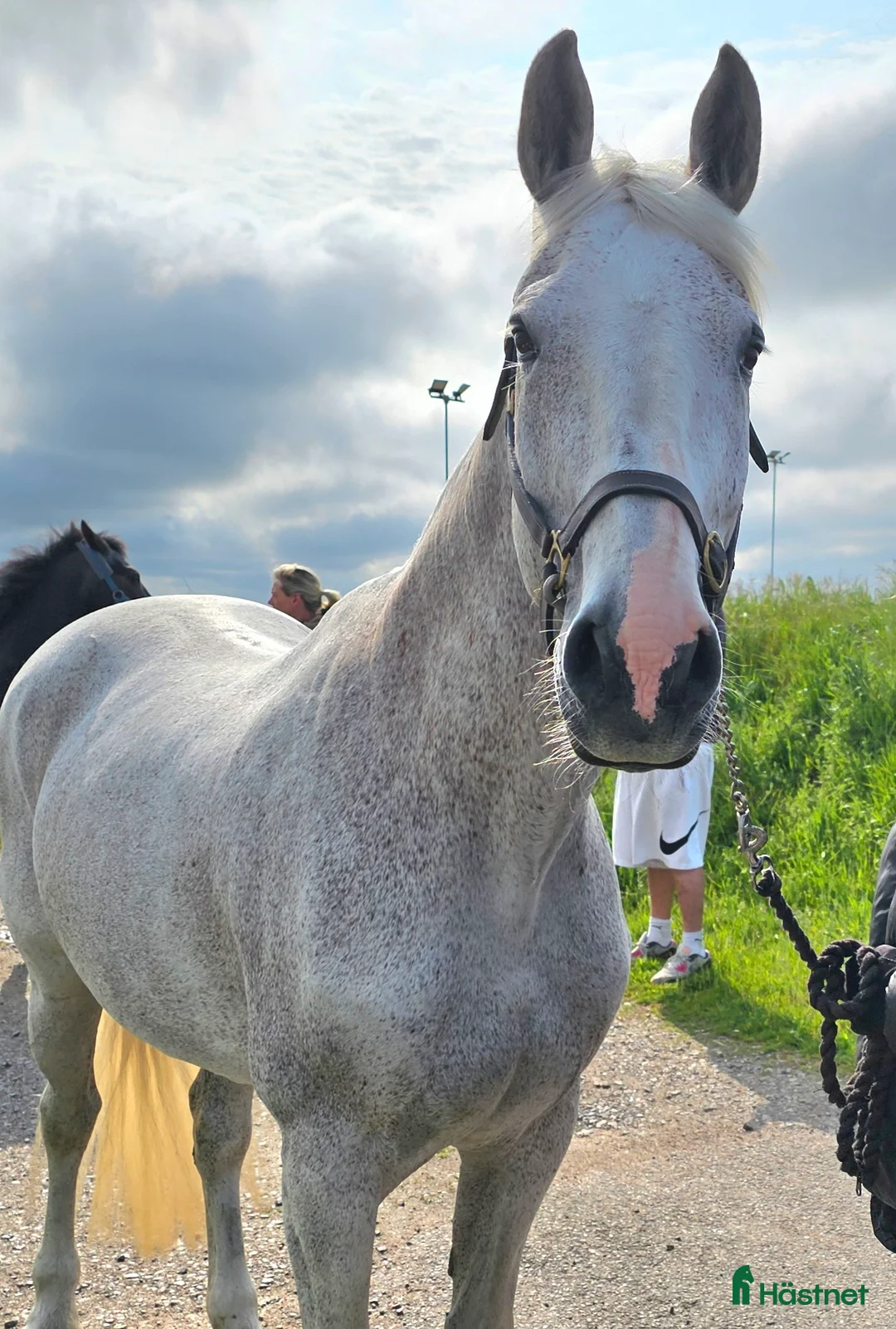 Allround hästar till salu: Sto med stort hjärta - rehab/avel  - Annons 2