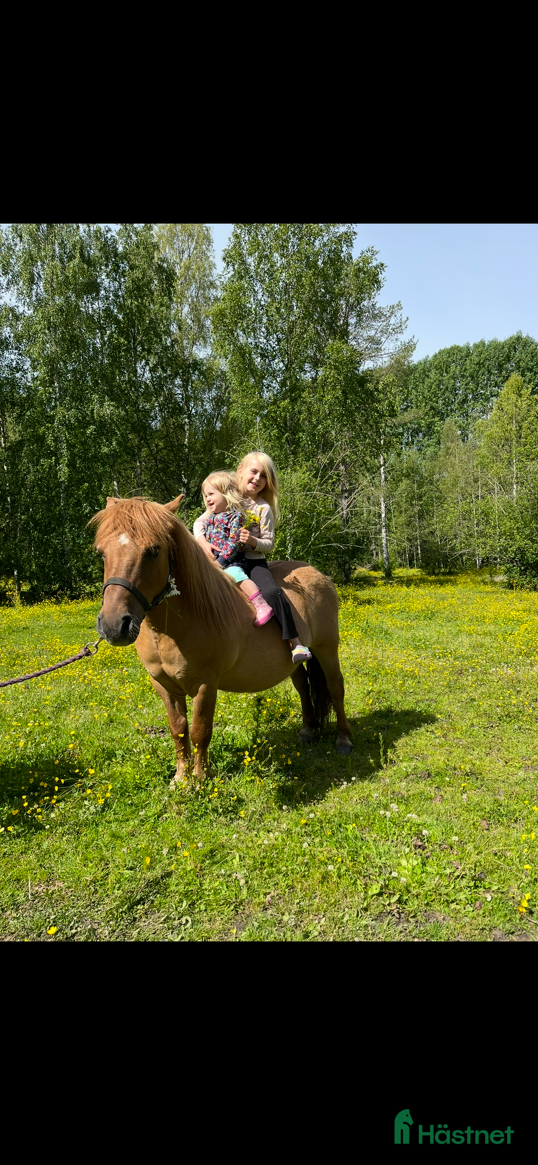 Övrigt hästar till salu: Världens mesta Isor  i Söderhamn - Annons 5