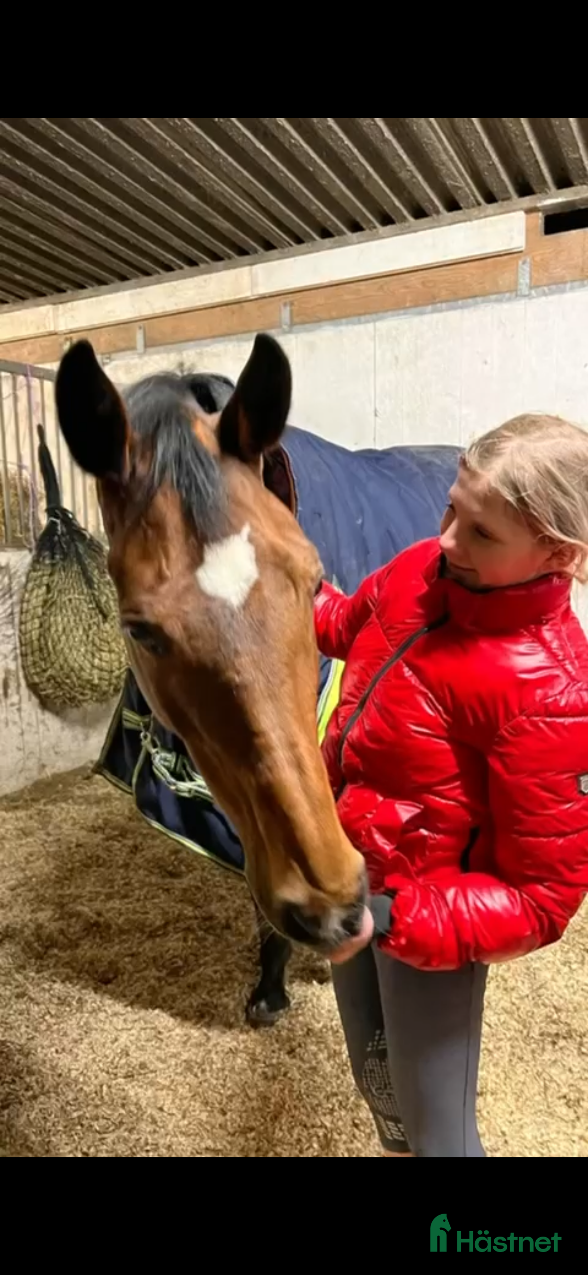  hästar Kvalitativ allroundhäst till fyndpris i Vellinge - Annons 2