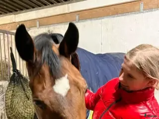 hästar Kvalitativ allroundhäst till fyndpris i Vellinge - Annons 2