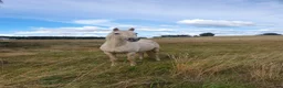 Allround hästar till salu: Unghäst korsning islandshäst/halvblod/fullblod i Trelleborg - Annons 1