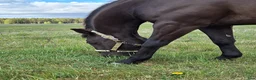 Western hästar till salu: Quarterhorse Western Övrigt - Annons 2