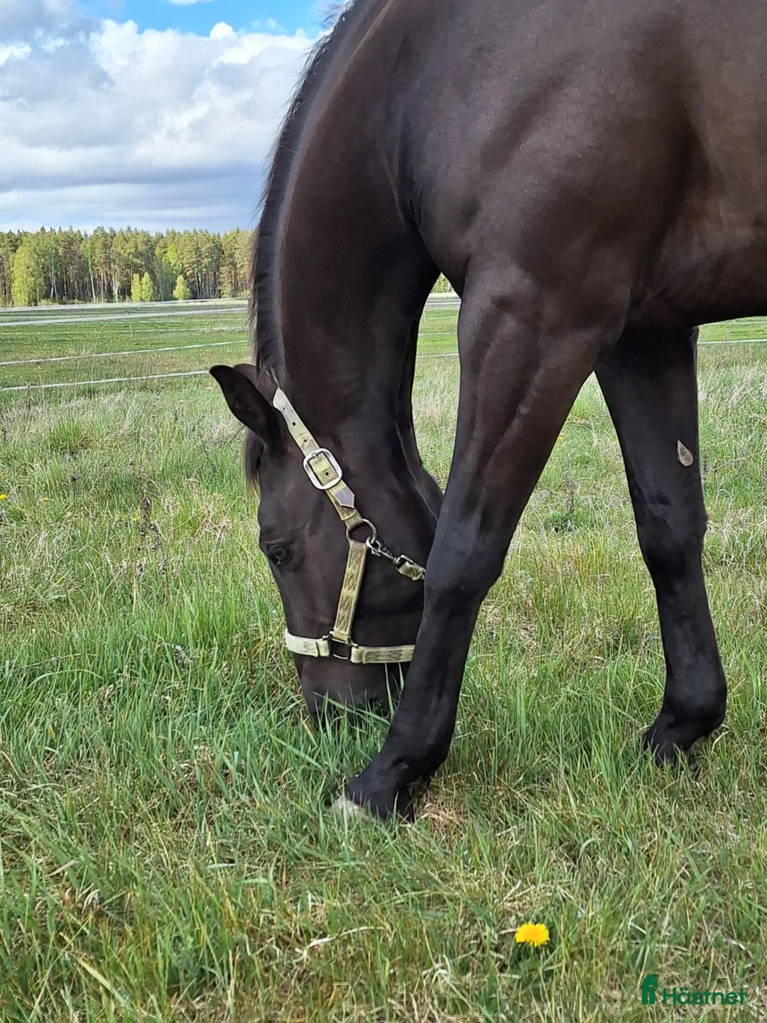 Western hästar till salu: Quarterhorse Western Övrigt - Annons 2