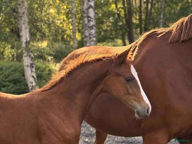 hästar till salu: Premieföl med modern prestationsstam - Annons 3