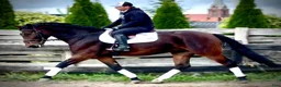 Allround hästar till salu: Hera-6-yo-Silesian Mare |168 cm| Calm&Easy to Ride - Annons 6