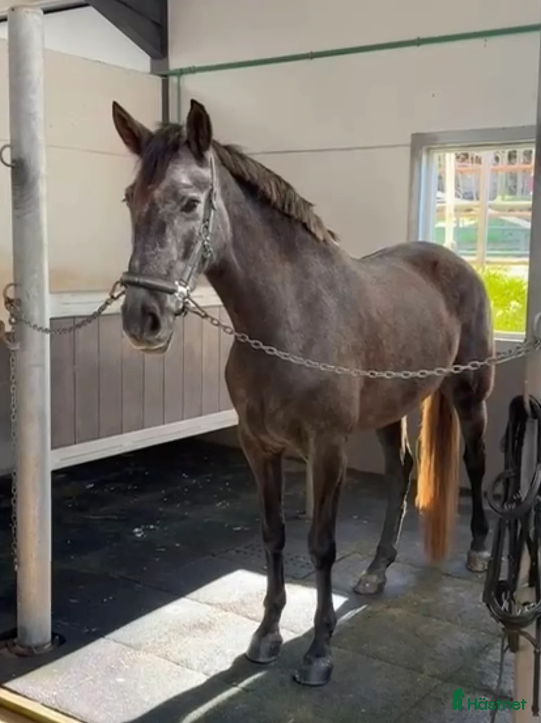 Dressyr hästar till salu: Lovande PRE sto i Coín - Annons 5