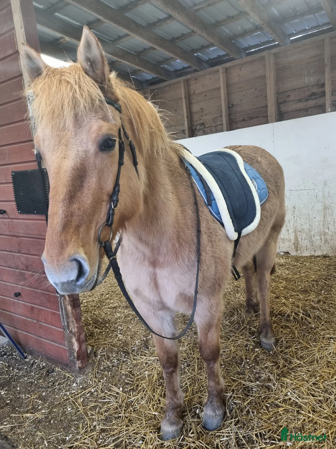 Allround hästar till salu: Hammarby Tepla - Annons 3