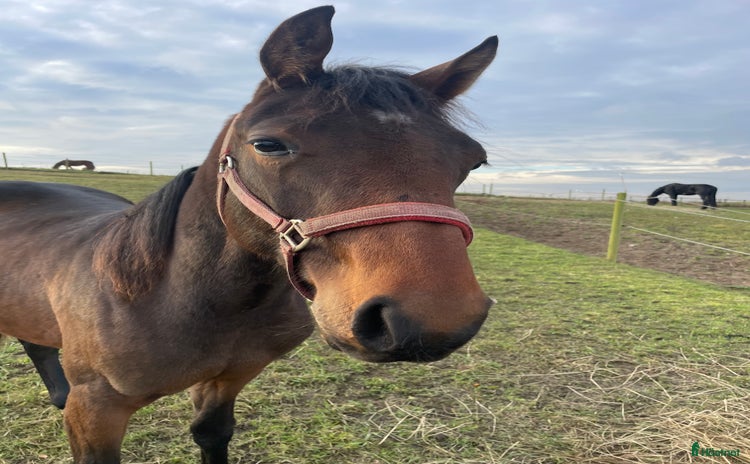  hästar i Skurup - Annons 2