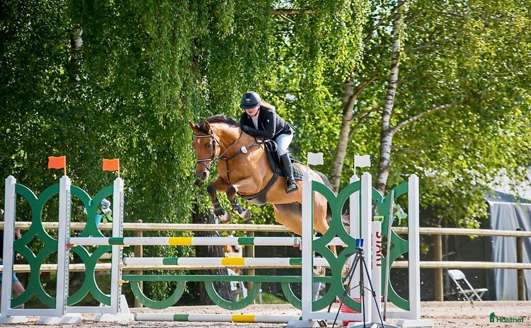  hästar i Ängelholm - Annons 2