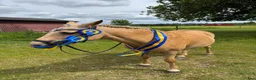 Allround hästar till salu: Snäll ponny i Falköping - Annons 6