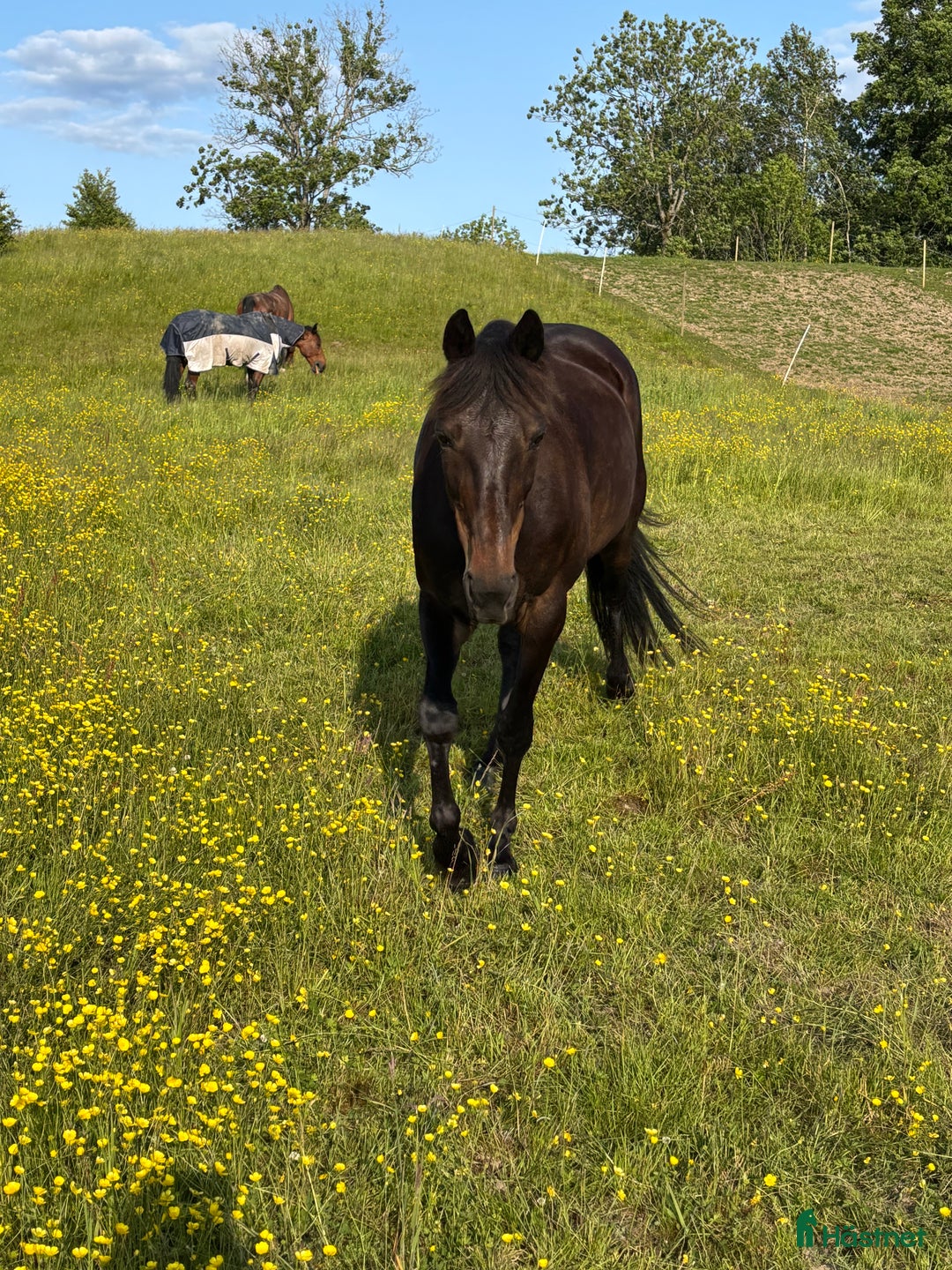 Sällskap hästar till salu: Varmblod travare valack f.09 i Alafors - Annons 3